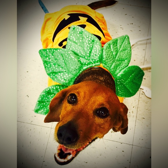 Pupkin Costume - Medium - Picture 4 of 4